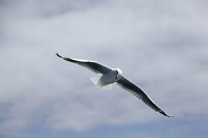 Red-Billed Gull in Flight NZ 